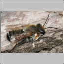 Megachile willughbiella - Blattschneiderbiene m01b 11mm.jpg
